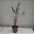 Dendrobium hancockii - Imagem 3