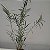 Dendrobium hancockii - Imagem 4