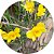 Dendrobium hancockii - Imagem 2