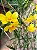 Dendrobium hancockii - Imagem 11