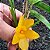 Dendrobium hancockii - Imagem 10