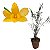Dendrobium hancockii - Imagem 1