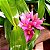 Dendrobium hibiki - Imagem 11
