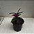 Dendrobium hibiki - Imagem 2