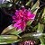 Dendrobium hibiki - Imagem 12
