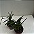 Dendrobium hibiki - Imagem 4
