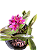 Dendrobium hibiki - Imagem 1