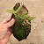 Cattleya aclandie - Imagem 2
