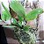 Cattleya aclandie - Imagem 6
