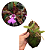 Cattleya aclandie - Imagem 2