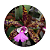Cattleya aclandie - Imagem 4