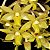 Dendrobium ionopus - Imagem 1
