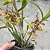 Dendrobium ionopus - Imagem 4