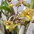 Dendrobium ionopus - Imagem 3