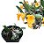 Dendrobium jenkinsii - Imagem 3