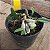 Dendrobium lindleyi (aggregatum) - Imagem 8