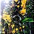 Dendrobium lindleyi (aggregatum) - Imagem 5