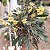 Dendrobium lindleyi (aggregatum) - Imagem 1