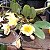 Dendrobium lindleyi (aggregatum) - Imagem 4