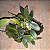 Dendrobium lindleyi (aggregatum) - Imagem 2