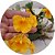 Dendrobium lindleyi (aggregatum) - Imagem 3