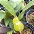 Dendrobium sulcatum - Imagem 8