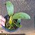 Dendrobium sulcatum - Imagem 10