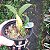Dendrobium sulcatum - Imagem 6