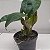 Dendrobium sulcatum - Imagem 7