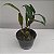Dendrobium sulcatum - Imagem 6