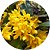 Dendrobium sulcatum - Imagem 16