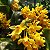 Dendrobium sulcatum - Imagem 14
