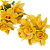 Dendrobium sulcatum - Imagem 15