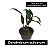Dendrobium sulcatum - Imagem 5