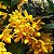 Dendrobium sulcatum - Imagem 1