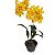Dendrobium sulcatum - Imagem 3