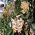 Dendrobium thyrsiflorum - Imagem 1