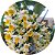 Dendrobium thyrsiflorum - Imagem 1