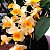 Dendrobium thyrsiflorum - Imagem 10