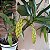 Dendrobium thyrsiflorum - Imagem 9