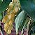 Dendrobium thyrsiflorum - Imagem 10