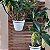 Dendrobium thyrsiflorum - Imagem 3