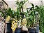 Dendrobium thyrsiflorum - Imagem 11