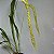 Dendrochilum magnum - Imagem 6