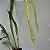 Dendrochilum magnum - Imagem 7