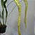 Dendrochilum magnum - Imagem 1