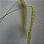 Dendrochilum magnum - Imagem 8