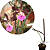 Encyclia randii - Imagem 5
