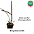 Encyclia randii - Imagem 2