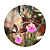 Encyclia randii - Imagem 4